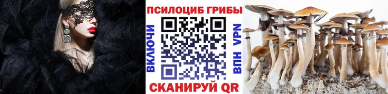 как найти наркотики  Карачев  Псилоцибиновые грибы Magic Shrooms 